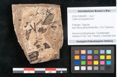 Foto (Objekt + Etikett) von Callitris brongniartii Endl. (NHMW-GEO-2024-0188-8225)